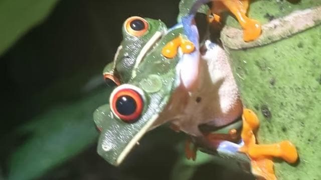 Night Tour Rainforest Guided Tour: la fortuna