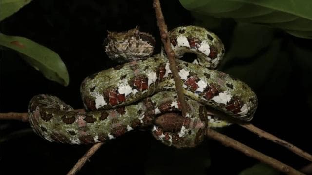 Monteverde: Guided Night Walk In Monteverde