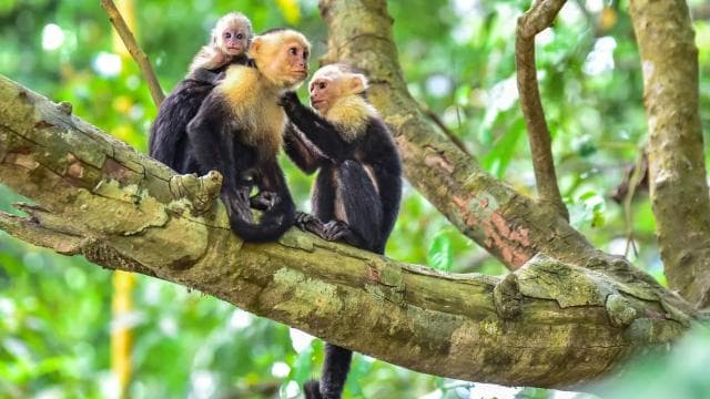 Manuel Antonio: Discover the tropical forests & white-sand