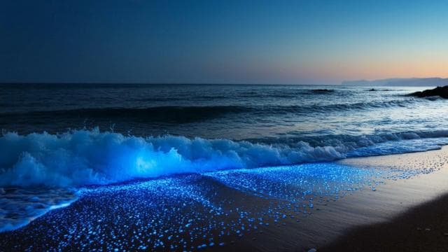 Vieques: Bioluminescent Bay Full Clear Kayaking