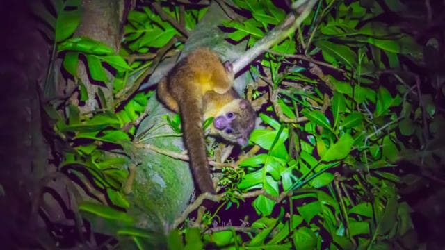 Monteverde: Kinkajou Forest Night Walking Tour