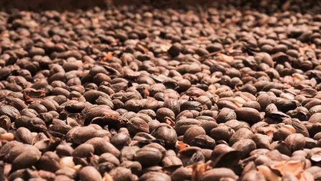 Alajuela: Coffee Plantation Guided Tour with Tasting