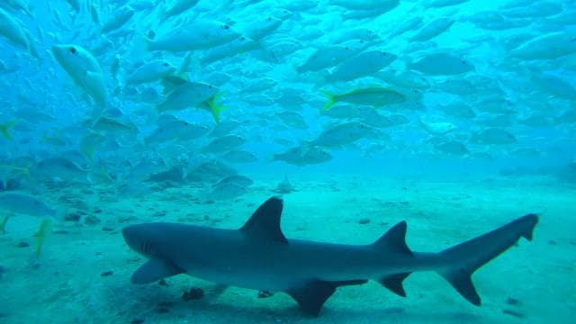 Uvita: Snorkeling at Caño Island - Unforgettable Experience