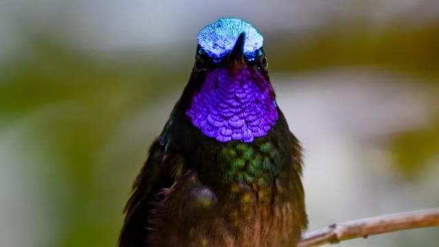 Monteverde Cloud Forest: Curicancha Reserve Nature Tour