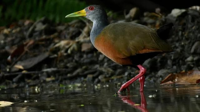 Marino Ballena National Park Private Naturalist Hike