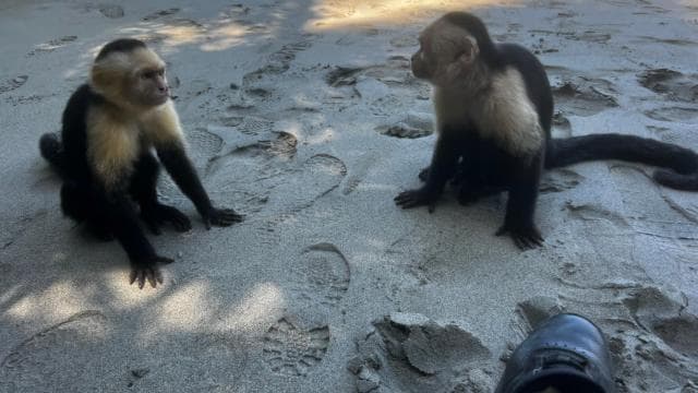 Manuel Antonio National park: All inclusive 8 hours tour
