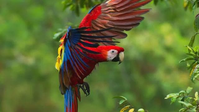 Manuel Antonio: Scarlet Macaw Tour with Professional Photos