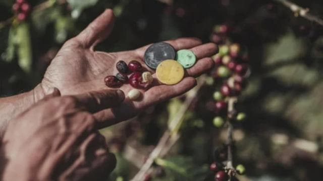 Monteverde: Coffee Tour and Night Walk