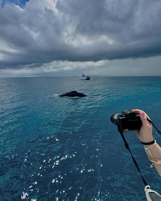 Punta Cana: Miches Whale Watching Catamaran Tour with Snacks 