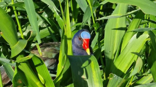 Tortuguero: KAYAK Tour in the Canals. An Unparalleled Experience