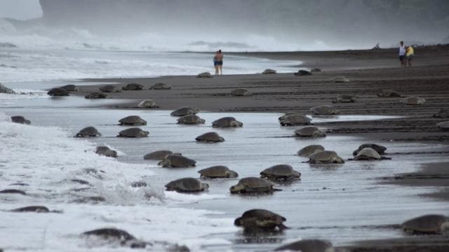 Costa Rica: Hundreds of thousands Olive Ridley Sea Turtles