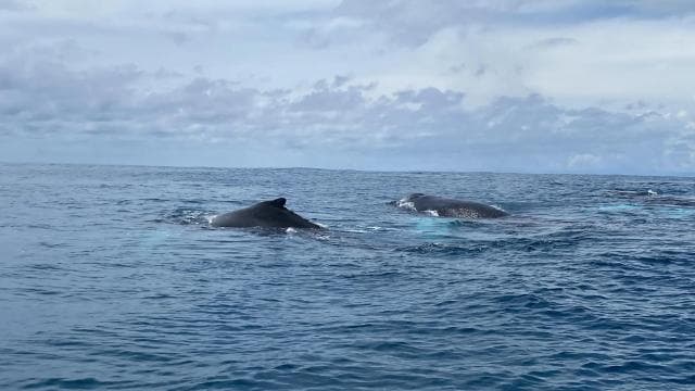 Caño Island Biological Reserve - Snorkeling or Diving