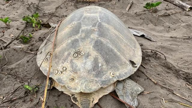 Tortuguero: Turtle Nesting Tour on Tortuguero Beach