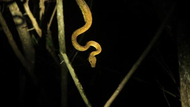 Manuel Antonio Mangrove Boat Night Tour