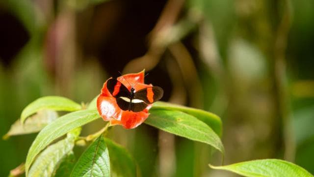 Manuel Antonio Villa Vanilla spice tour