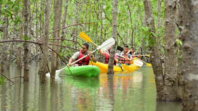 Quepos: Mangrove Kayaking Tour