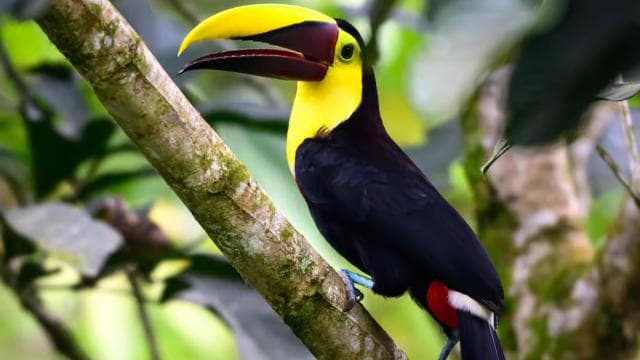 TWILIGHT Tours in Arenal and Tortillas Cooking Class