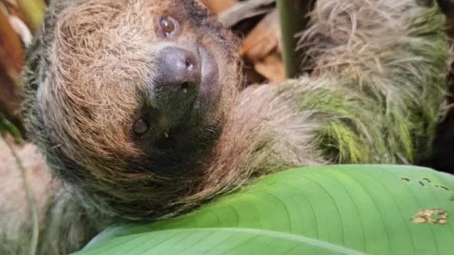 Playa del Coco: Sloth Discovery & Rio Celeste Tour