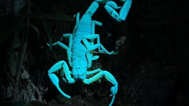 Manuel Antonio National Park Night Tour