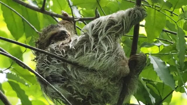 Corcovado National Park, San Pedrillo Station, 1-day hike