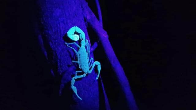 Caribbean Moonlight Hike