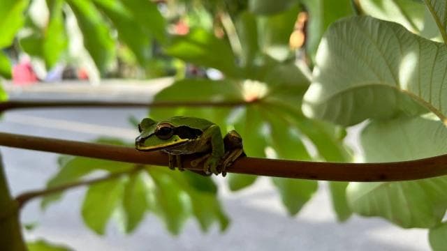 PRIVATE TOUR Manuel Antonio park