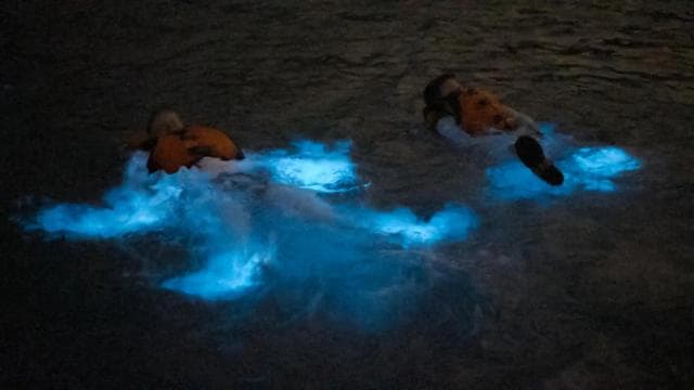Private Snorkeling, Sunset and Bioluminicent Swim Boat Tour