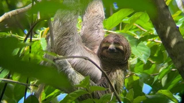 Guided hike through the Manuel Antonio jungle with optical equipment.