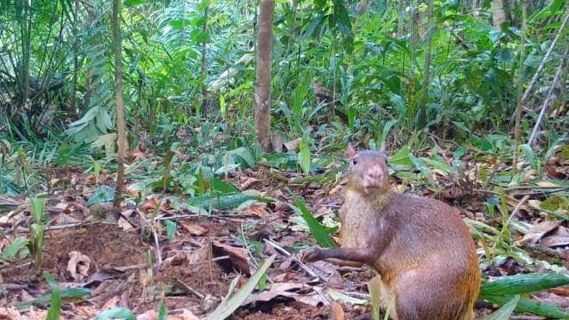 Carara National Park: Guided Walk Carara Costa Rica Nature
