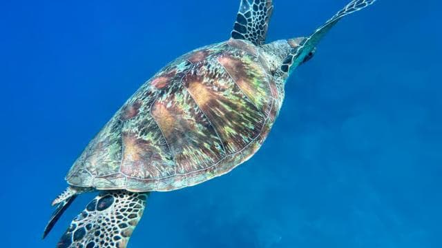 Uvita: Snorkeling in Caño Island