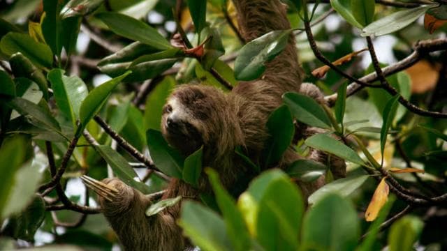 La Fortuna: Sloths & Coffee, Chocolate and Sugarcane Tour
