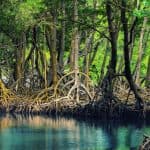 From Punta Cana: Los Haitises Trip with Montaña Redonda Tour
