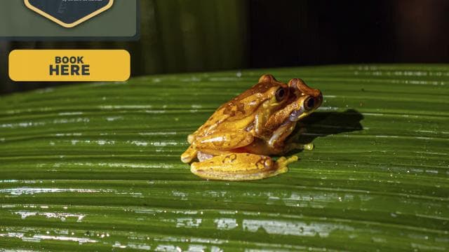 La Fortuna: Forest & Wildlife Nocturnal Escapade