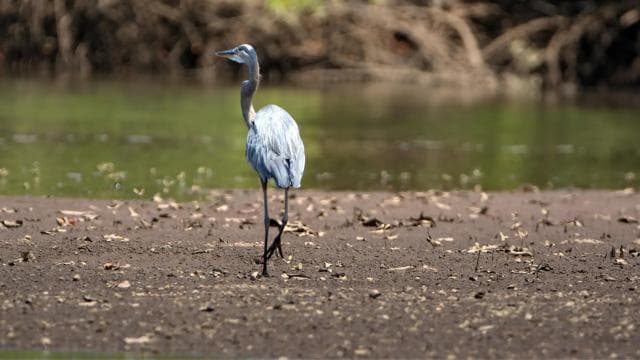 Tamarindo Estuary: Kayak Monkey Tour