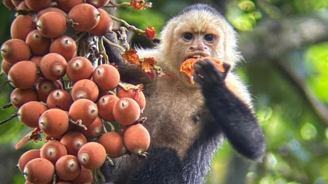 From San José To Manuel Antonio national Park Guided tour