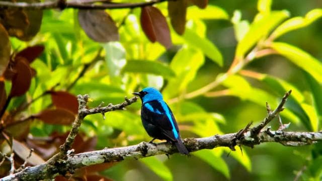 Monteverde: Cloud Forest Tour with a local Guide