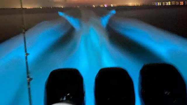 From Puntarenas: Bioluminiscence Boat Tour with BBQ & Drinks
