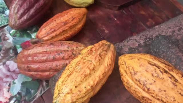 San Jose: Cacao & Chocolate Workshop