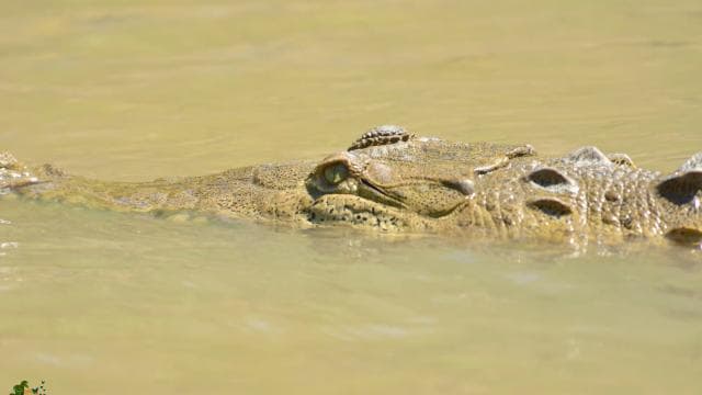 Guanacaste: Palo Verde Boat Tours