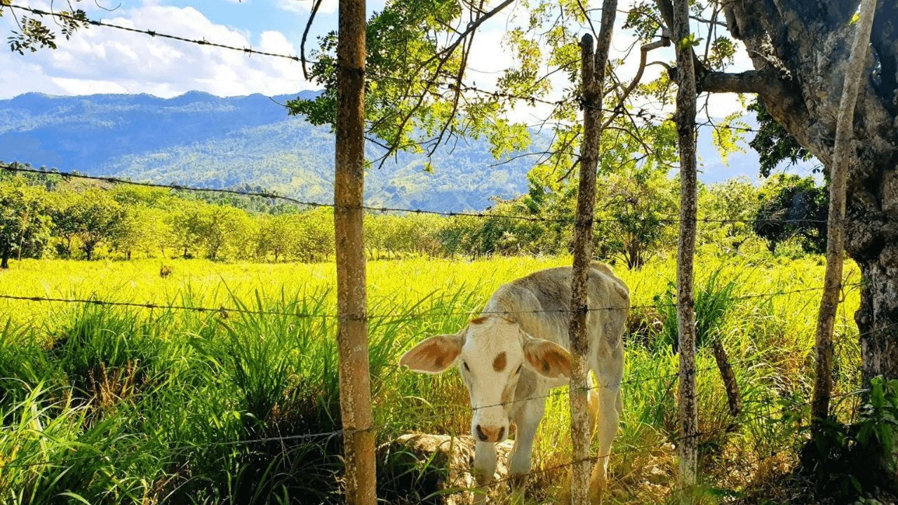 Puerto Plata Trekking - Experience of Nature and Folklore