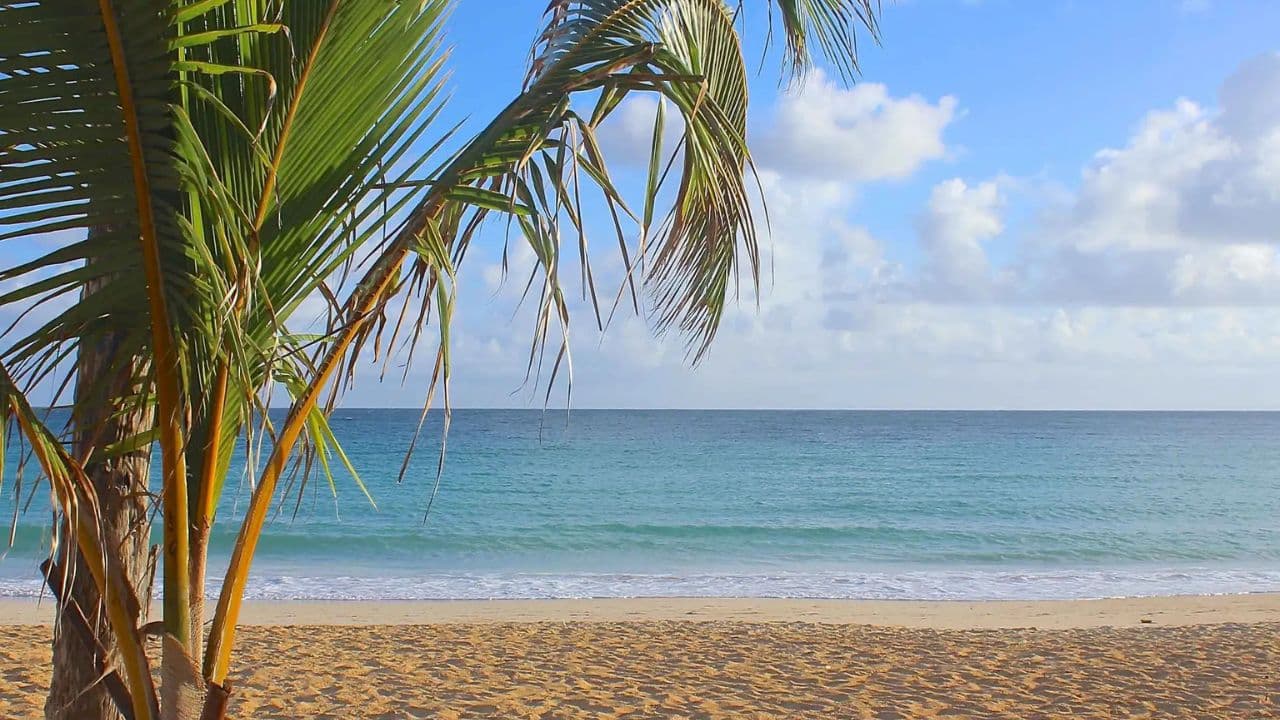 Punta Cana: Historical and Cultural Tour Half-Day Safari