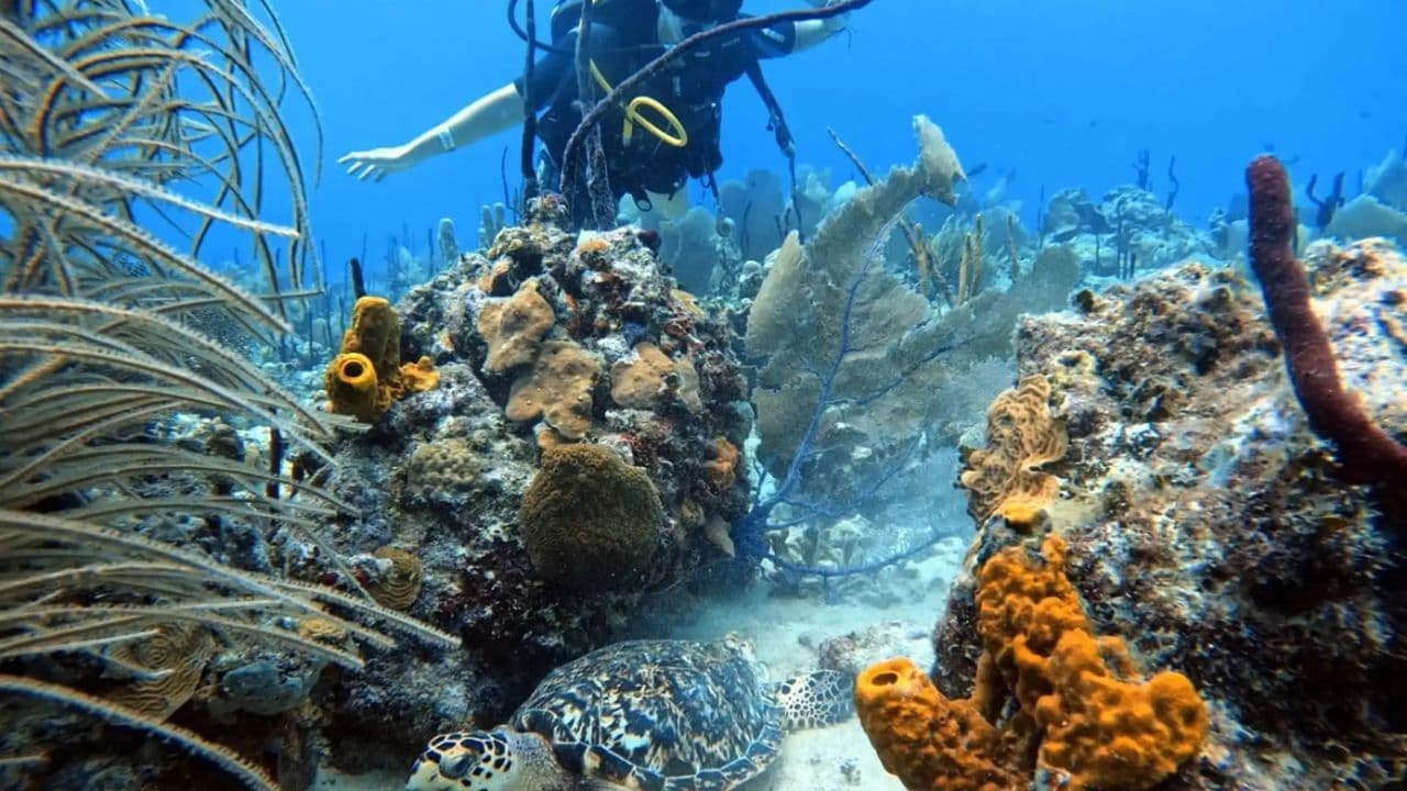 Bayahibe: Scuba Diving Initiation - Godive Bayahibe