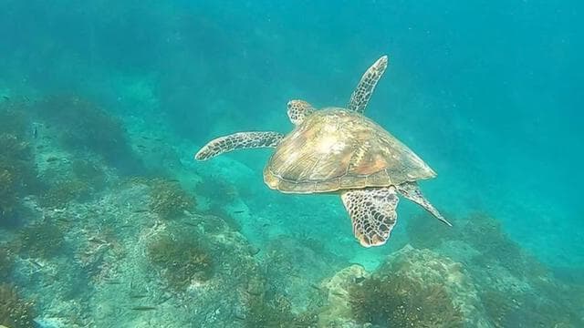 Drake Bay: Snorkeling Tour in Caño Island with Lunch