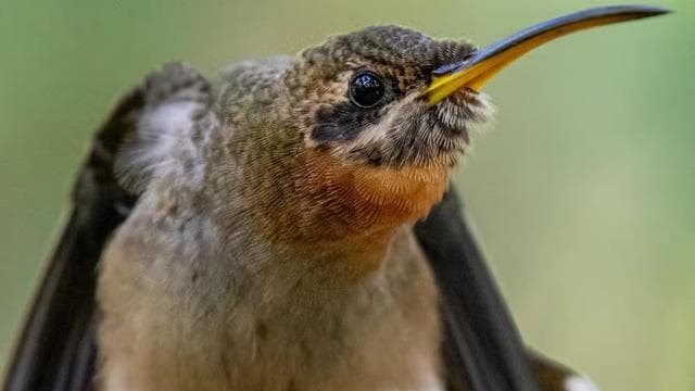 Esquipulas: Manuel Antonio Birdwatching experience