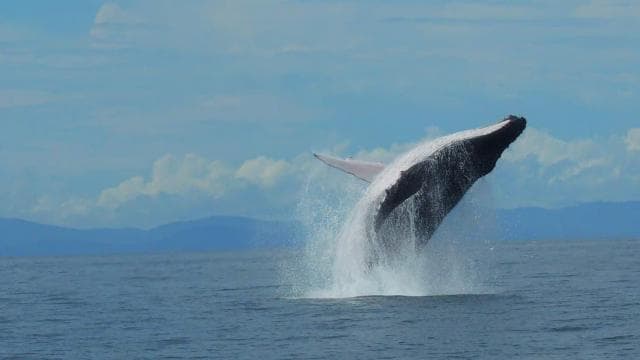 WHALE & DOLPHIN WATCHING IN UVITA COSTA RICA