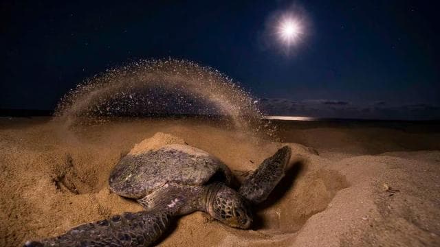 Tortuguero: Turtle Nesting Night Tour