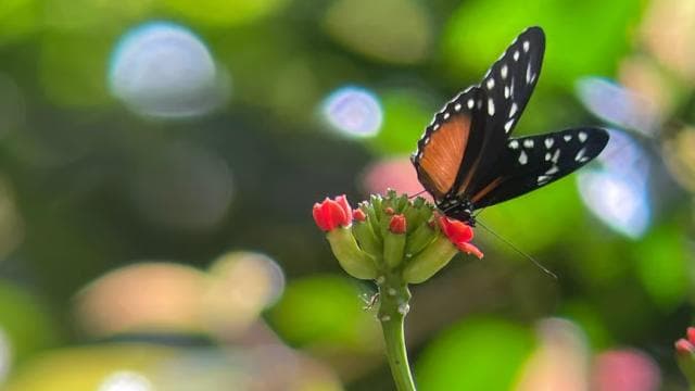 Curicancha Reserve Birdwatching Tour