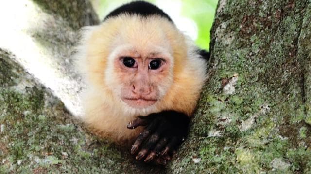 San Jose: Monteverde Sky Tram & Hanging Bridges Day Tour
