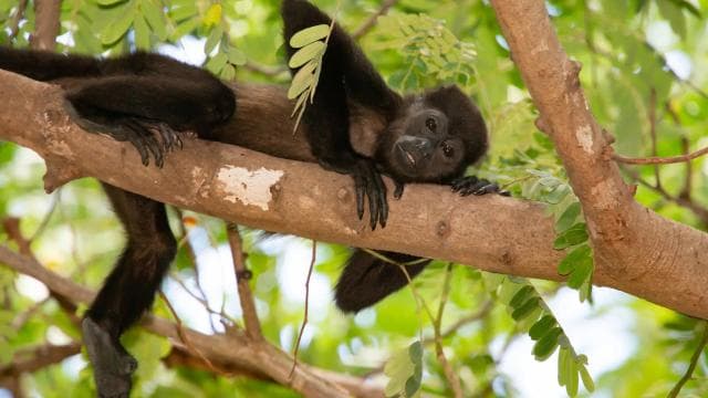 Kayaking Adventure: a 2-hour Wildlife Escape