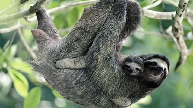 Playa del Coco: Sloth Discovery & Rio Celeste Tour